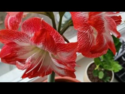 Видео: 08.01.23. новый😁Гиппеаструм..обработка.. посадка.