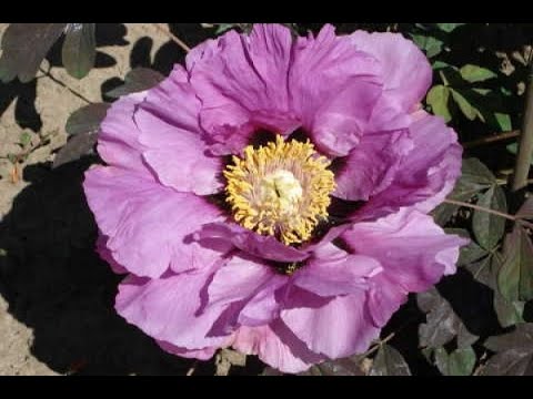 Видео: Роковые пионы
