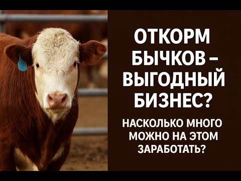 Видео: Откорм бычков - это рентабельный бизнес, но много заработать все равно не удастся и вот почему.
