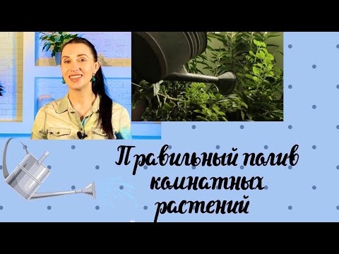 Видео: ✅💦КАК ПРАВИЛЬНО ПОЛИВАТЬ РАСТЕНИЯ/ОСНОВНЫЕ ОШИБКИ ПРИ ПОЛИВЕ И СПОСОБЫ ИХ УСТРАНЕНИЯ💦