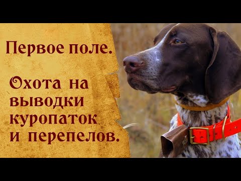 Видео: ПЕРВОЕ ПОЛЕ. Охота на  КУРОПАТОК и ПЕРЕПЕЛОВ с КУРЦХААРОМ.