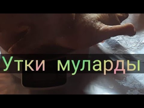 Видео: Массовый забой уток Мулардов🦆.Как правильно хранить  мясо.