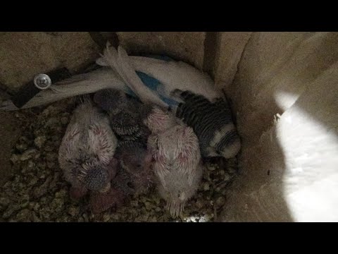 Видео: Осмотр гнезд у волнистых попугаев, канареек, кареллы начали размножатся.