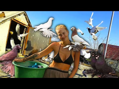 Видео: Я Спас 100 Брошенных Голубей! Двухчубые голуби. Tauben. Pigeons. Palomas. Pombos. 비둘기.