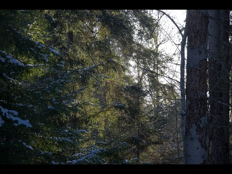 Видео: Часть 1. Прогулка около поселка Осипенки.  Тихмяновская высота.