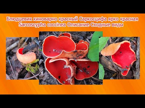 Видео: Блюдцевик киноварно красный Саркосцифа ярко красная Sarcoscypha coccinea Описание Сходные виды