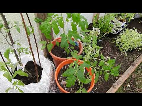 Видео: ТОМАТЫ В ВЕДРАХ**СУПЕР УДОБРЕНИЕ НА ВЕСЬ СЕЗОН