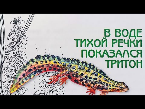 Видео: В воде тихой речки показался тритон. Великан на поляне