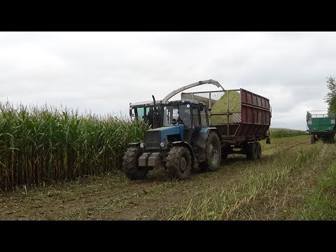 Видео: Уборка кукурузы на силос в СПК "Гигант"