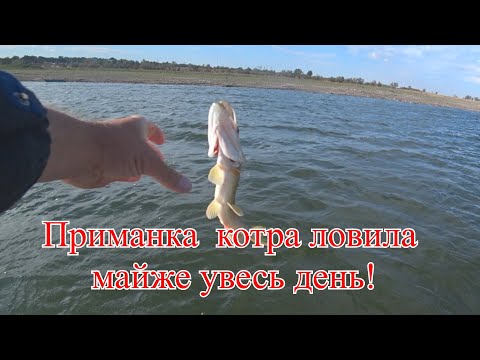 Видео: Одна приманка зробила усю риболовлю!