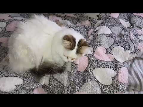 Видео: ДАЛИ СВЕТ!💡😺МОИ КОТУСИКИ ЛЮБИМЫЕ!💞😻🍂ОЧЕНЬ ЖДЕМ ПОДПИСЧИКОВ!💓