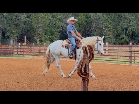Видео: Лошадь перестанет пытаться, если ты это сделаешь! 🚫