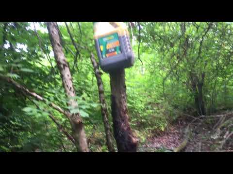 Видео: приманка на кабана