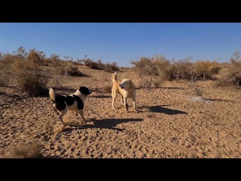 Видео: Аборигенные Волкодавы в песках Каракума.