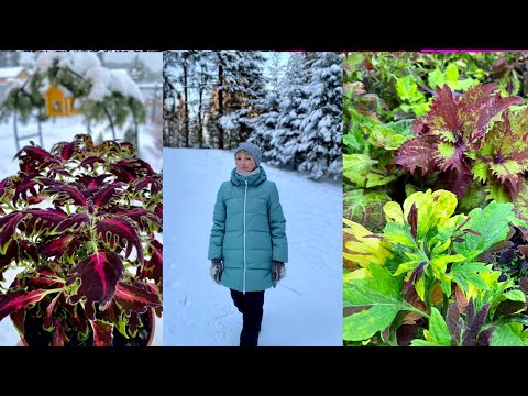 Видео: Колеусы зимой/ Зимниие забавы☃️🛷❄️❄️❄️🌲🌲🌲❄️❄️❄️🌲🌲🌲❄️❄️❄️