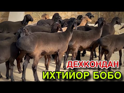 Видео: ХАКИКИЙ ДЕХКОНДАН ТУХЛИ КУЙ ВА КУЗИ КУЧКОРЛАР СОТИЛАДИ! АРЗОНИГА ОЛАМИЗ ДУСТЛАР! 