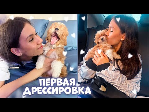 Видео: Первая ДРЕССИРОВКА ЩЕНКА / наигралась и уснула❤️🥰