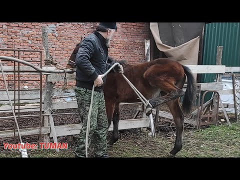 Видео: Работаем с Жеребенком Арифой. Приучаем к Веревке. Учим довать ноги и многое другое.