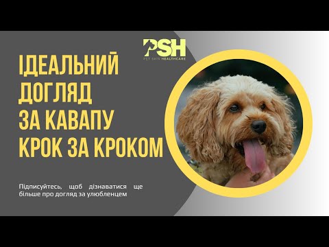 Видео: Догляд за Кавапу вдома: усе, що Вам слід знати!