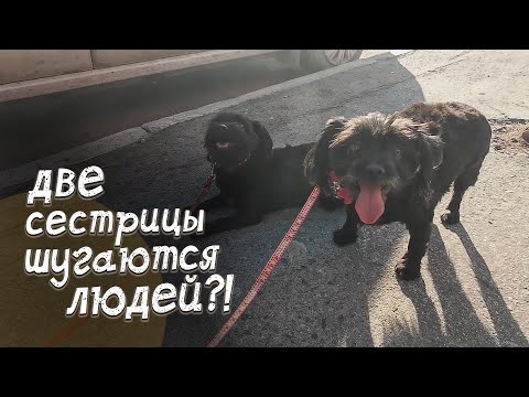 Видео: Две сестрицы под окном...На улице...Брошены...
