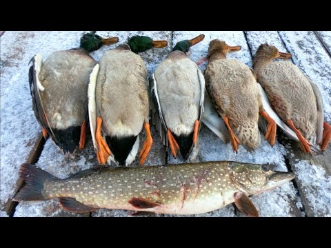 Видео: ОХОТА НА УТКУ 2021. Охота на утку в ноябре. Закрыли сезон...