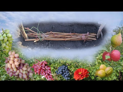 Видео: @Хранение черенков винограда зимой в земле
