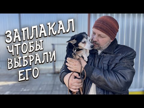 Видео: Спасение животных/ Как выбрать собачку из приюта