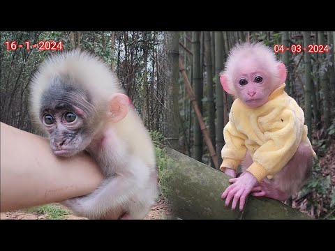 Видео: Как изменилась Манки Бубу 2 месяца назад и 2 месяца спустя?