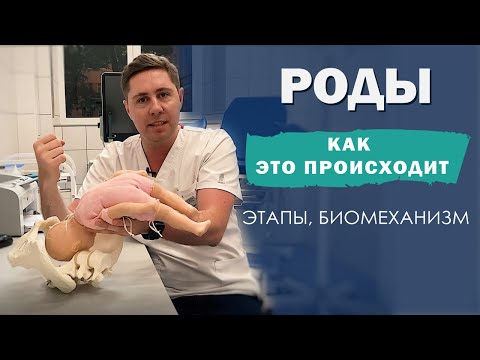 Видео: Биомеханизм РОДОВ | КАК это происходит | 7 ЭТАПОВ | головное предлежание плода