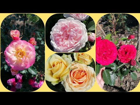 Видео: Конец августа... Цветем... ❤️❤️❤️#уральскиерозы #розы #цветениероз #розывсаду