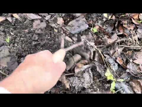 Видео: Зола осенью