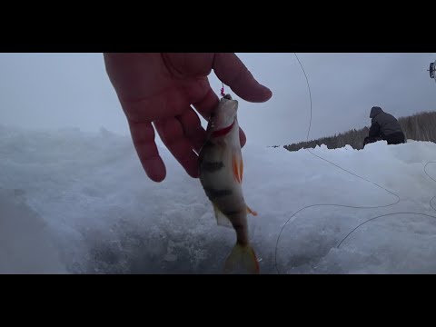 Видео: Рыбалка на окуня на Братском водохранилище. Результативный выезд. Ловля окуня на блесну.