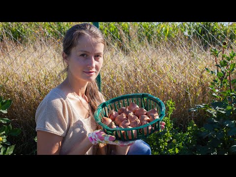 Видео: Посадка тюльпанів осінню