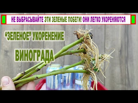 Видео: 🍇 Как укоренить ЗЕЛЕНЫЕ ПОБЕГИ винограда летом? Не выбрасывайте, если у вас ЦЕННЫЙ и РЕДКИЙ сорт!