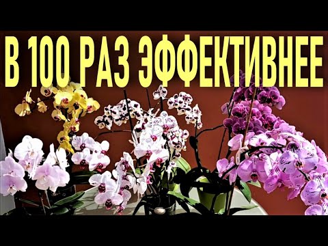 Видео: АЛОЭ ВЕРА ДЛЯ ОРХИДЕЙ!🌞 В 100 РАЗ ЭФФЕКТИВНЕЕ ЛЮБОГО СТИМУЛЯТОРА🌞 НАМАЖЬТЕ АЛОЭ МЕРИСТЕМЫ ОРХИДЕЙ!🌞