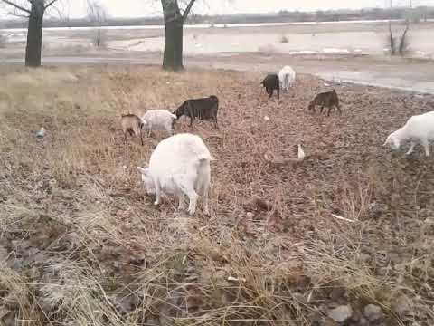 Видео: Как определить возраст козы? 🐐