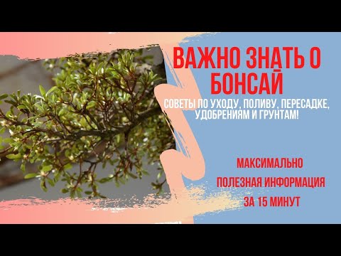 Видео: Все что важно знать о бонсай! Советы по поливу, уходу, грунтам, болезням и ускорению роста бонсай