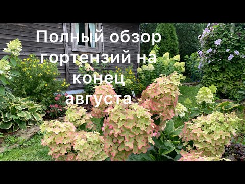 Видео: ПОЛНЫЙ ОБЗОР ГОРТЕНЗИЙ НА КОНЕЦ АВГУСТА. 40 сортов в Ленинградской области