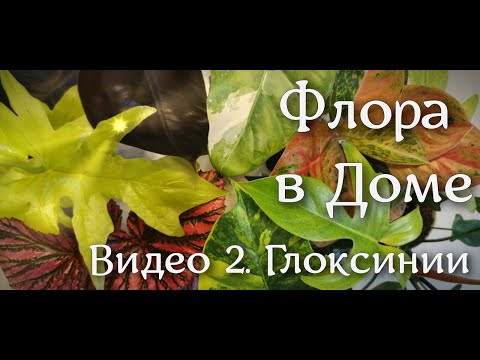 Видео: Видео 2. Глоксинии