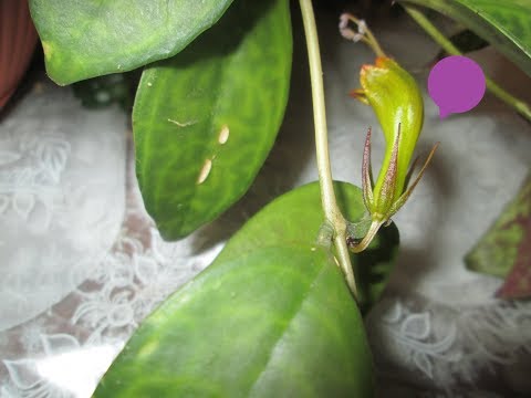 Видео: Эсхинантус мраморный расцвел ! Знакомство с моей коллекцией  эсхинантусов