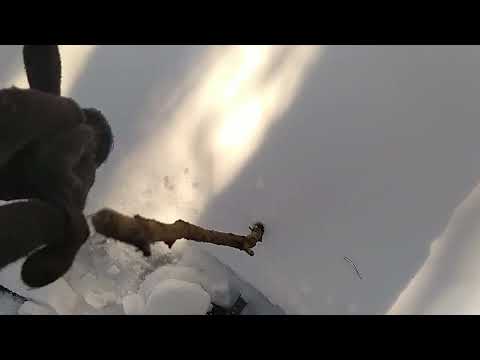 Видео: Снегоступы Форестер зачёт!