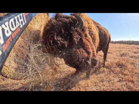 Видео: Съедят ли они это или уничтожат? У нас что-то назревает!