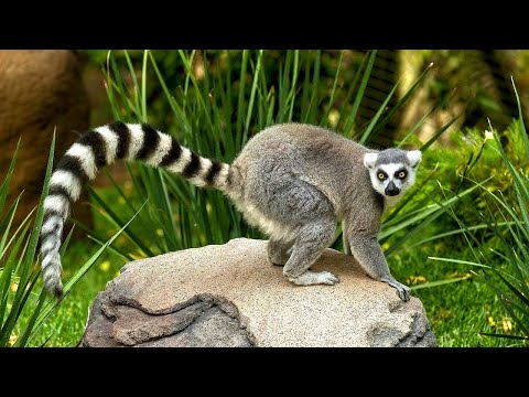 Видео: Зоопарк в Пафосе, Кипр 🐯🦏🦜🌴🌞 Paphos Zoo, Cyprus