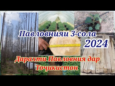 Видео: Павловния дар Точикистон ва Бизнеси Павловния саволу ҷавоб