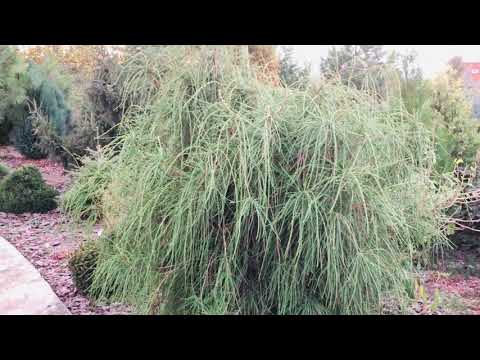 Видео: Экскурсия по нашему коллекционному саду ноябрьским вечерком