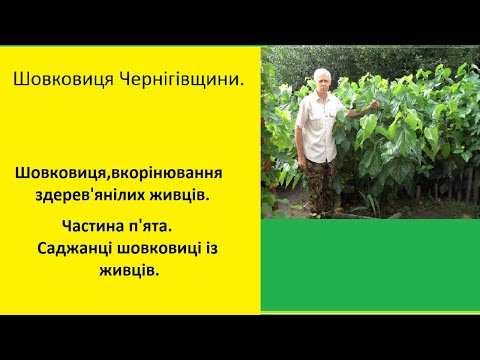 Видео: #Шовковиця,#вкорінювання здерев'янілих живців.Частина п'ята.#Саджанці шовковиці із живців.