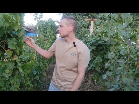 Видео: Виноград Grape Dream, Манго, к-ш Сладкий мир, к-ш Титан прививки этого года!