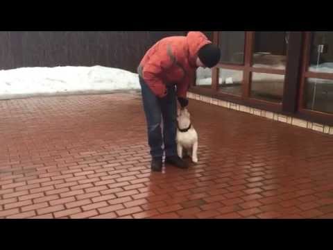 Видео: Дрессировка Английского бульдога. Воспитание и послушание.
