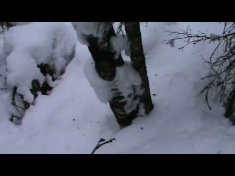 Видео: Практические советы по зимней установке капканов на волка.