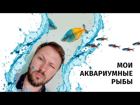 Видео: Аквариумные рыбы, которых я содержал